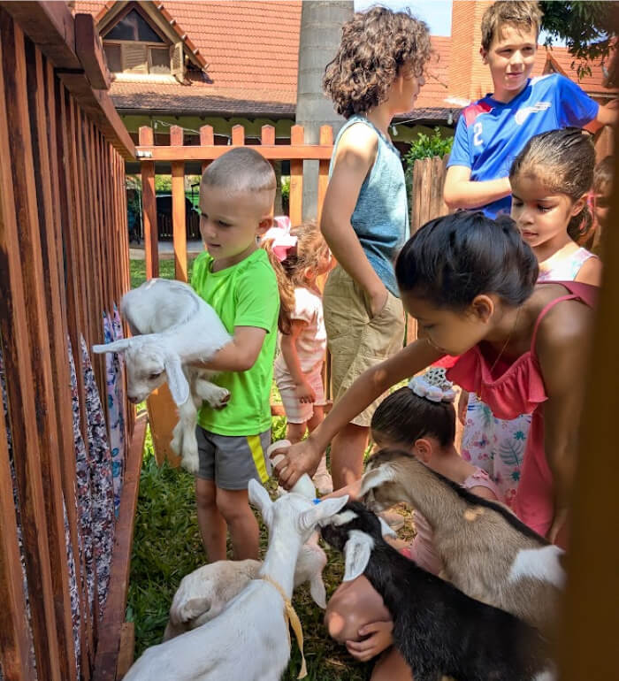 act the goat kids feeding the baby goats at primavera english class
