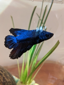 Blue beta fish swimming in his tank